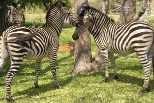 2-dniowa wycieczka raftingowa po rzece Zambezi, safari z nosorożcami i Park Narodowy Chobe