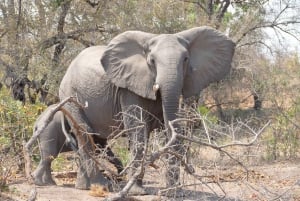 2-dniowa wycieczka raftingowa po rzece Zambezi, safari z nosorożcami i Park Narodowy Chobe
