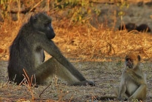 Aventura de 2 días en el Parque Nacional Chobe de las Cataratas Victoria