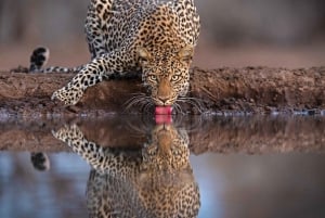 2 NÆTTER PÅ SAFARI I OKAVANGO-DELTAET I BOTSWANA