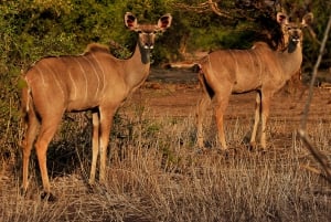 Safari de 3 días en camping por el Chobe desde las cataratas Victoria