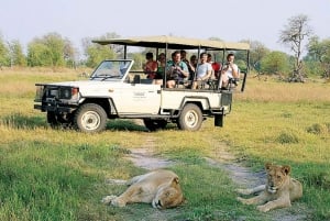 Circuit privé de 3 jours au départ de Livingstone - 3 pays en safari