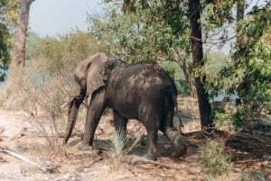 3 dager med utforskning av Zambia, Zimbabwe og Chobe Park i Botswana