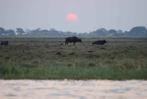 3 dager med utforskning av Zambia, Zimbabwe og Chobe Park i Botswana