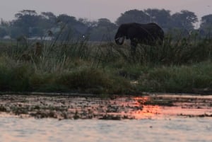 3 dager med utforskning av Zambia, Zimbabwe og Chobe Park i Botswana