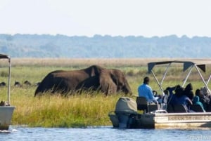 Excursión de 3 días a Zimbabue, Zambia y Botsuana: safari, cataratas de Vic