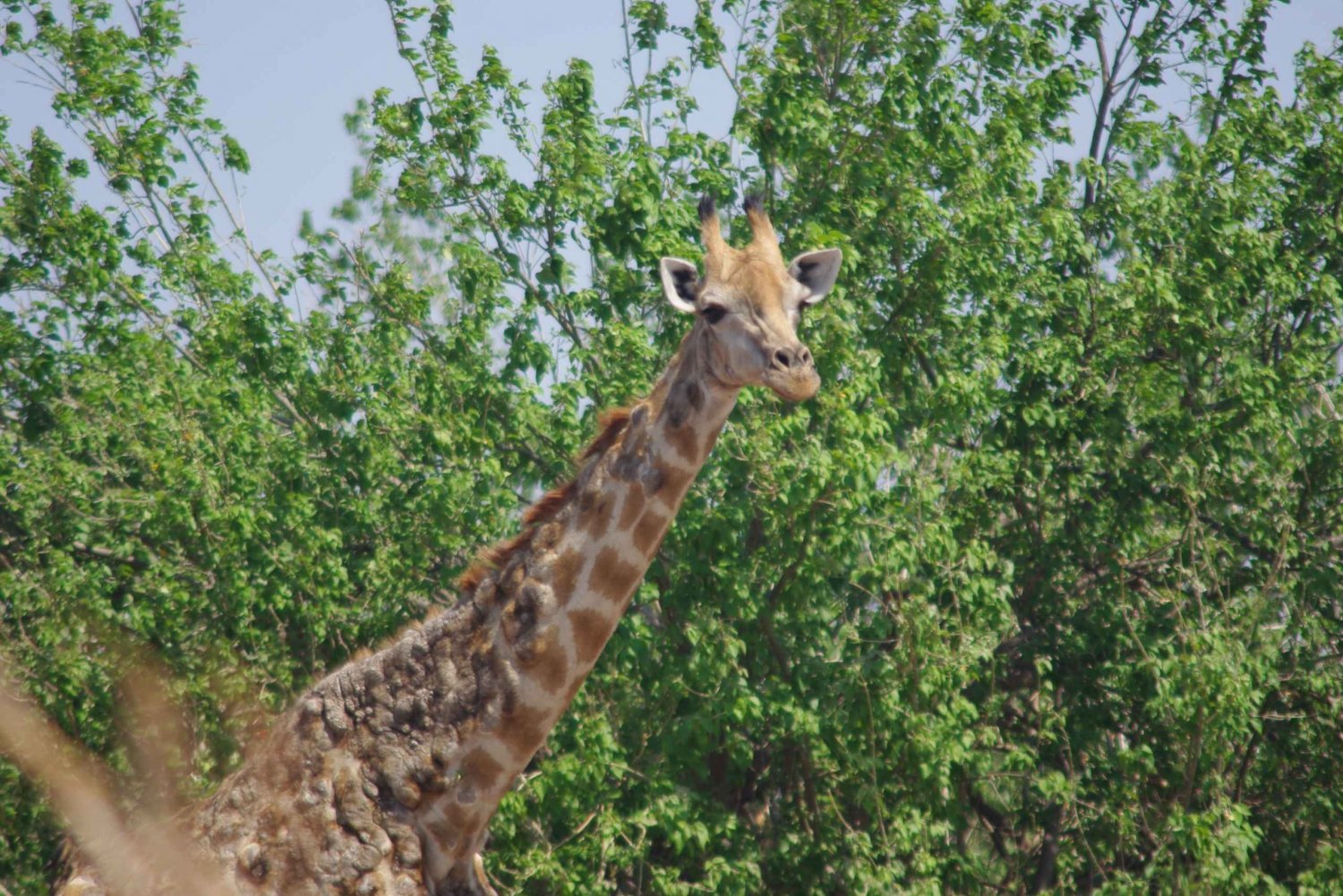 Tour di 4 giorni alle Cascate Vittoria e tour Safari di un'intera giornata a Chobe