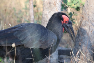 4 Days Victoria Falls Tour and Chobe Full day Safari Tour
