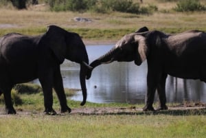 4 dagars Victoria Falls-tur och Chobe heldags safaritur