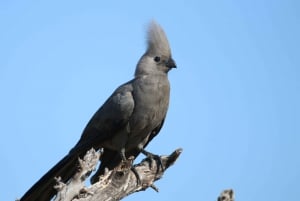 4 dagars Victoria Falls-tur och Chobe heldags safaritur