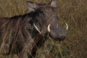 4 dagars Victoria Falls-tur och Chobe heldags safaritur