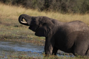 4 dagars Victoria Falls-tur och Chobe heldags safaritur