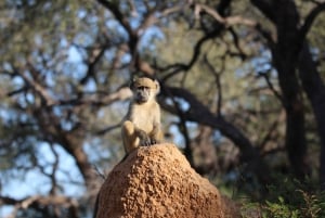 4 dagars Victoria Falls-tur och Chobe heldags safaritur