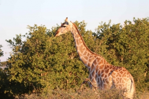 Tour di 4 giorni alle Cascate Vittoria e tour Safari di un'intera giornata a Chobe