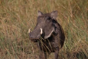 Circuit de 4 jours aux chutes Victoria et safari d'une journée à Chobe