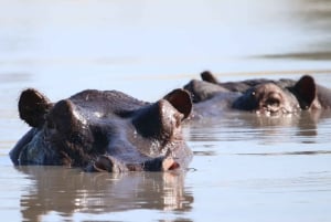 Circuit de 4 jours aux chutes Victoria et safari d'une journée à Chobe