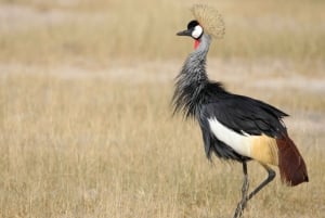 4 dagars Victoria Falls-tur och Chobe heldags safaritur