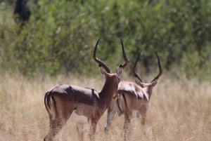 Circuit de 4 jours aux chutes Victoria et safari d'une journée à Chobe