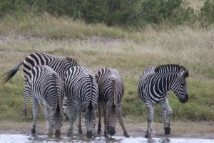 Tour di 4 giorni alle Cascate Vittoria e tour Safari di un'intera giornata a Chobe