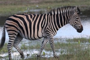 Circuit de 4 jours aux chutes Victoria et safari d'une journée à Chobe