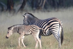 Circuit de 4 jours aux chutes Victoria et safari d'une journée à Chobe