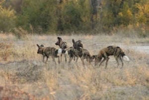 5 días para explorar Zimbabue, Zambia y Botsuana