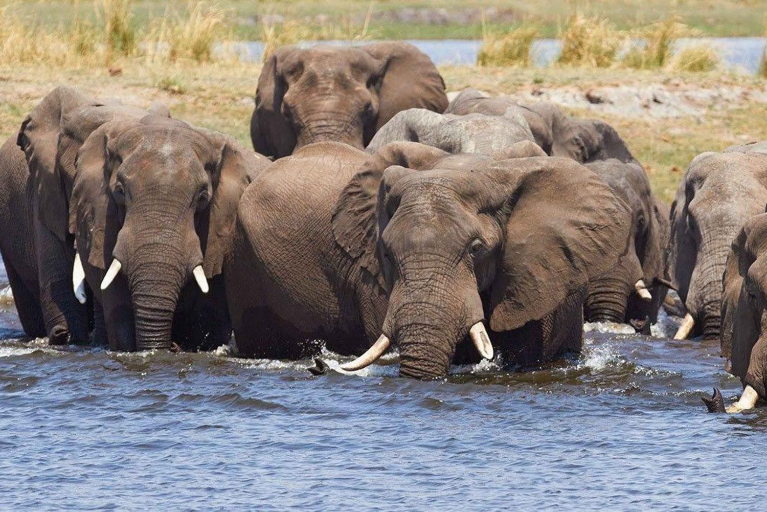 7-Day Mobile Camping Safari in Chobe & Moremi