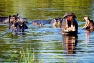 Savuti - Khwai - Moremi (Mobile Safari) 7 Days