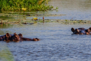 Alt inkludert 4-dagers safari gjennom Boteti, Pans og Delta