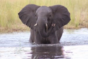 Botswana: 9-Day Chobe, Delta, and Victoria Falls Safari Tour