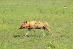 Botswana: Entdecke mit uns das berühmte Okavango-Delta