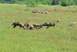 Botswana: Entdecke mit uns das berühmte Okavango-Delta