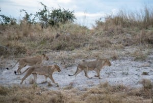 Chobe: 2-dniowe mobilne safari na kempingu
