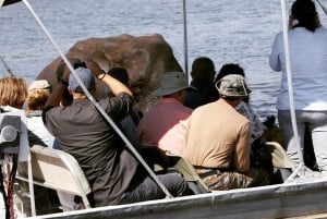 Chobe: Safari en campamento móvil de 2 días