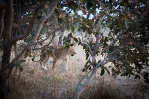 Chobe: Safari in campeggio mobile di 2 giorni
