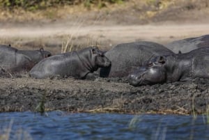 Chobe : Safari de 2 jours en camping mobile