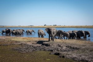 Chobe: 2-dniowe mobilne safari na kempingu