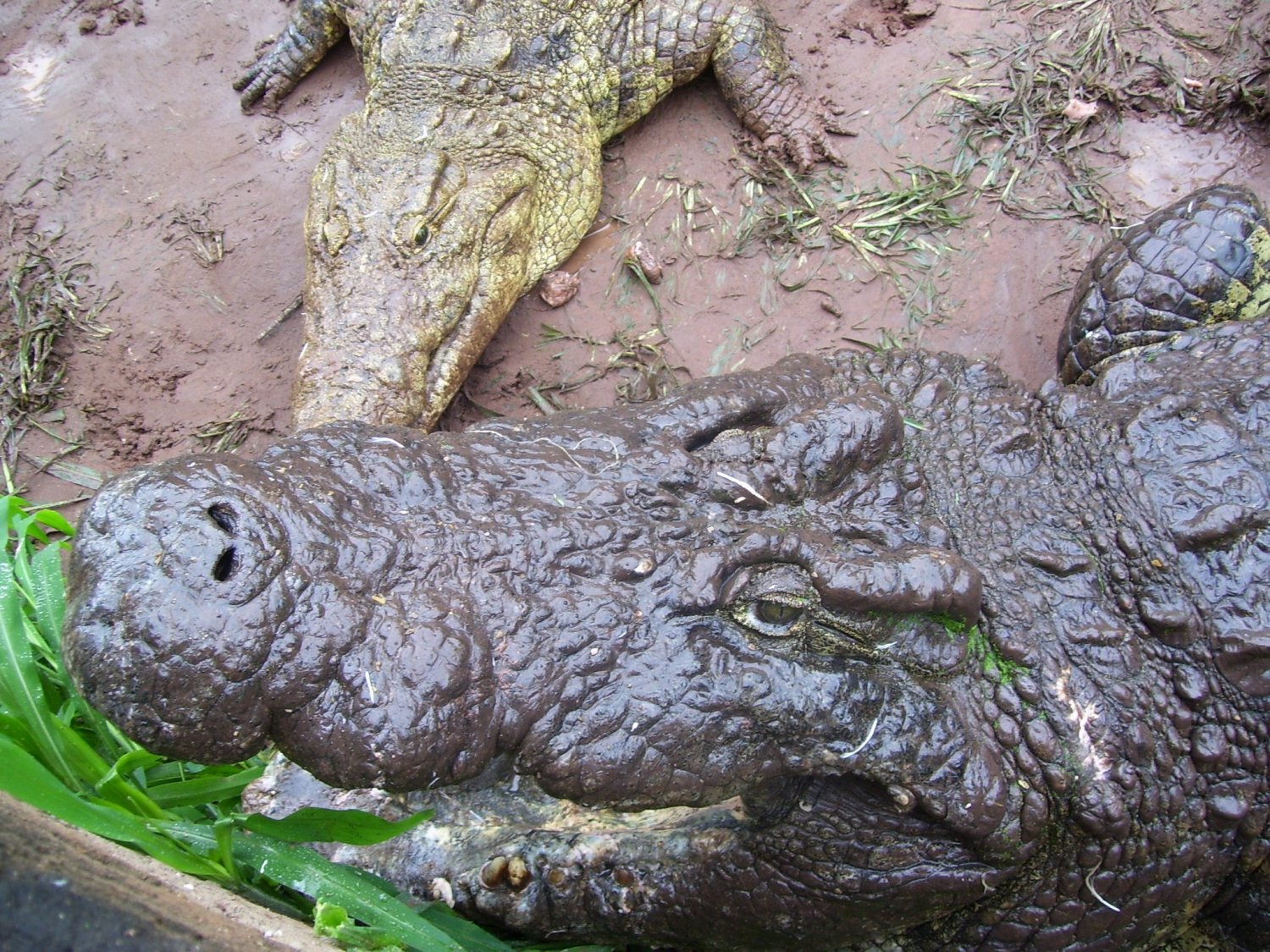 Chobe Crocodile Farm