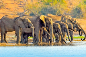 Chobe Day Trip + Boat Cruise from Victoria Falls