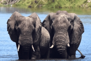 Chobe-Tagestour – Chobe-Nationalpark – mit Mittagsbuffet