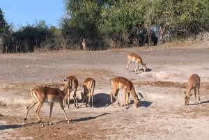 Viagem de 1 dia a Chobe a partir da cidade de Livingstone