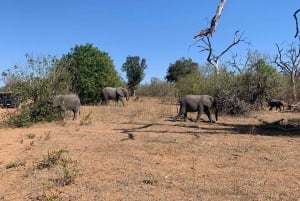 Viagem de 1 dia a Chobe a partir da cidade de Livingstone