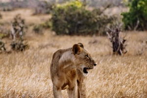 Viagem de 1 dia a Chobe a partir da cidade de Livingstone