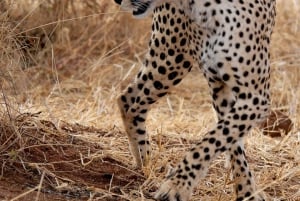 Viagem de 1 dia a Chobe a partir da cidade de Livingstone