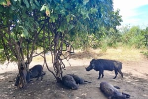 Chobe day trip from Victoria Falls- 06:30am to 18:30 hours