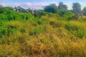 Chobe day trip from Victoria Falls- 06:30am to 18:30 hours