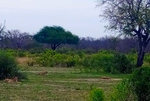 Excursion d'une journée à Chobe depuis les chutes Victoria - de 6h30 à 18h30.