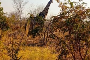 Excursion d'une journée à Chobe depuis les chutes Victoria - de 6h30 à 18h30.