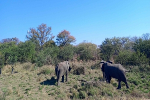 Excursion d'une journée à Chobe depuis les chutes Victoria - de 6h30 à 18h30.