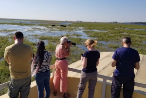 Excursión de 1 día a Chobe desde las cataratas Victoria, Zimbabue